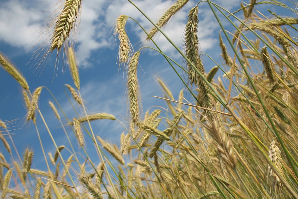 Wheat products